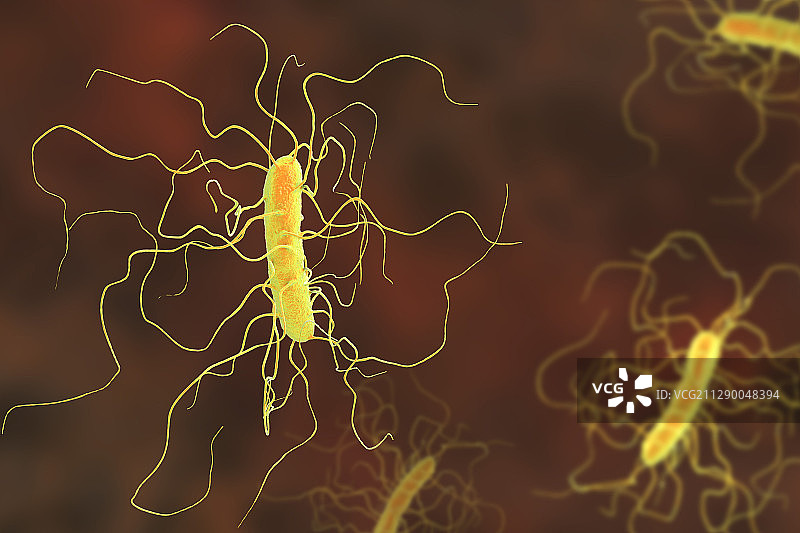 艰难梭菌 Illustration图片素材
