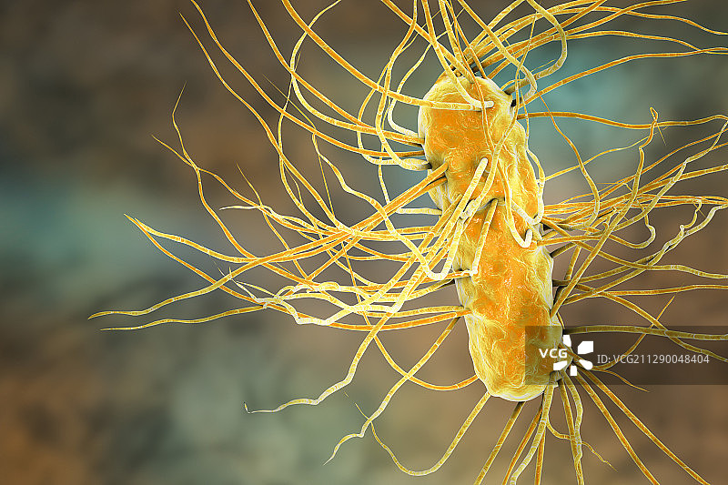 大肠杆菌细菌，图示图片素材