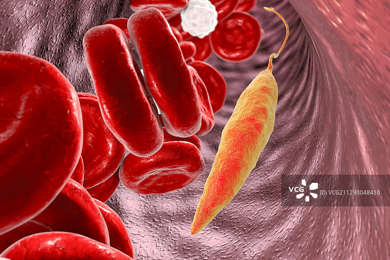 血液中的利什曼原虫，图示图片素材