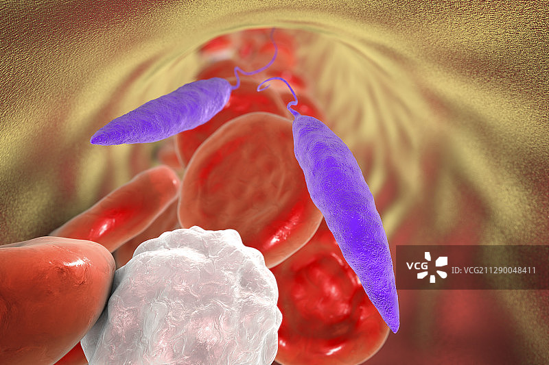 血液中的利什曼原虫，图示图片素材