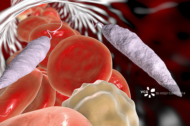 血液中的利什曼原虫，图示图片素材