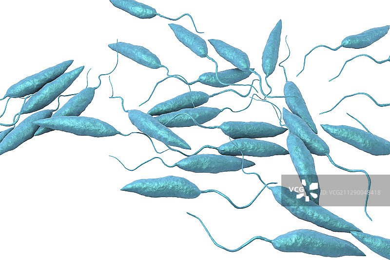 利什曼原虫寄生虫插图图片素材