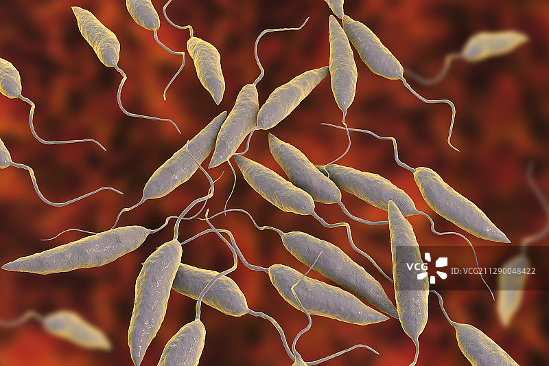 利什曼原虫寄生虫插图图片素材