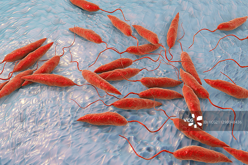 利什曼原虫寄生虫插图图片素材