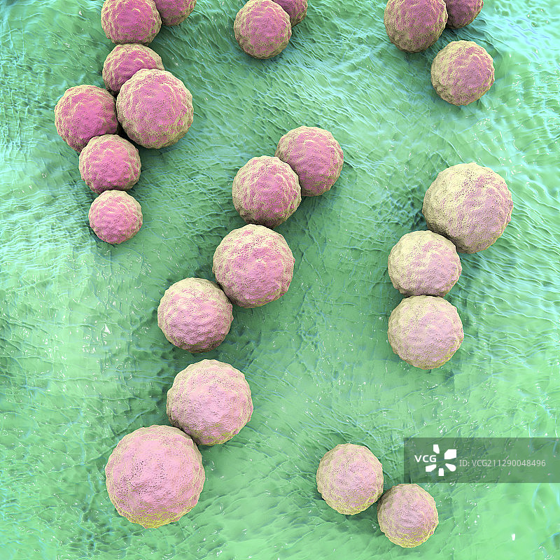 变异链球菌细菌插图图片素材