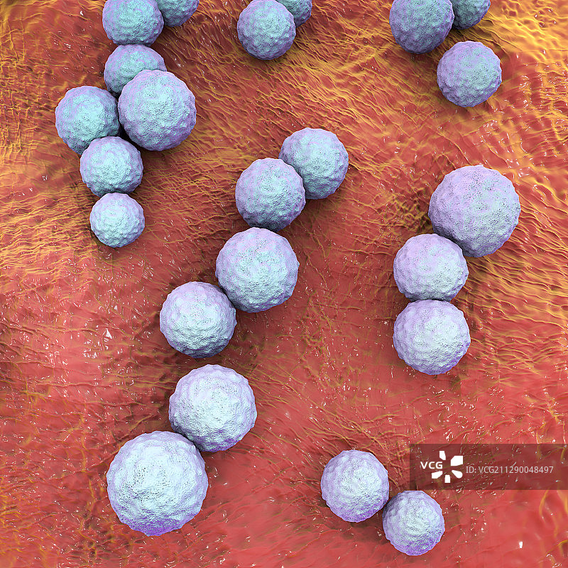 变异链球菌细菌插图图片素材