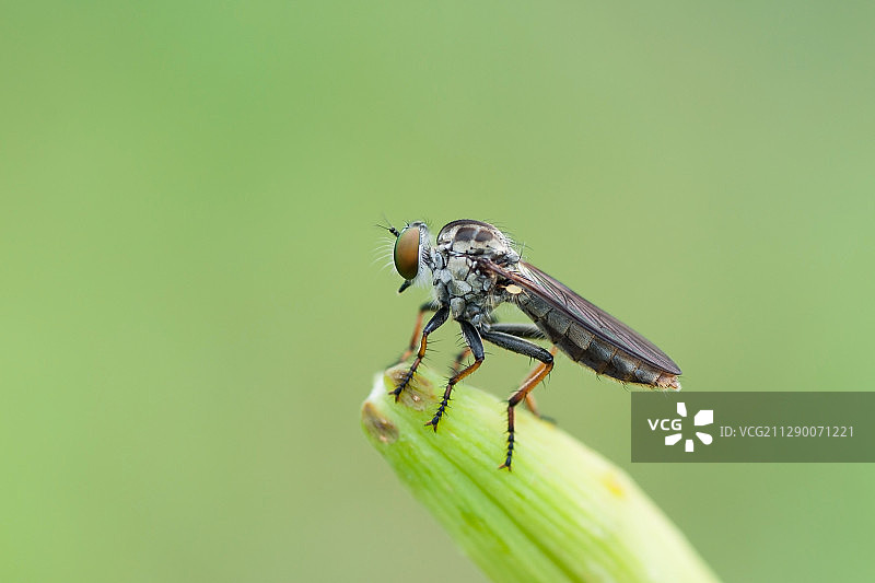 食虫虻图片素材