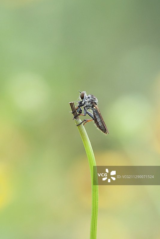 进食中的食虫虻图片素材
