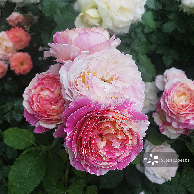 杂色月季花图片素材