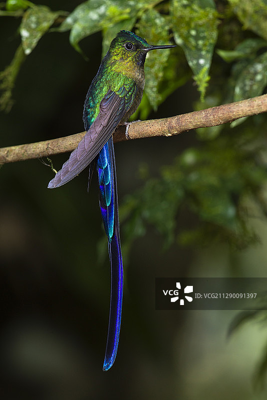 紫尾林星蜂鸟图片素材