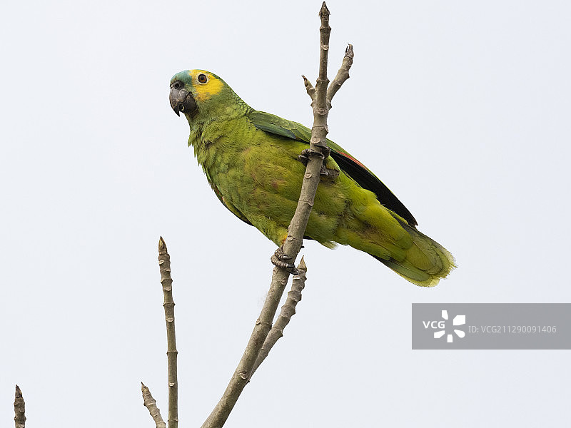 蓝绿色的亚马逊鹦鹉图片素材