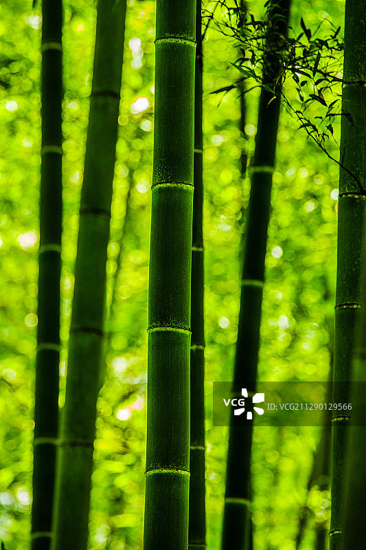 竹林光影图片素材