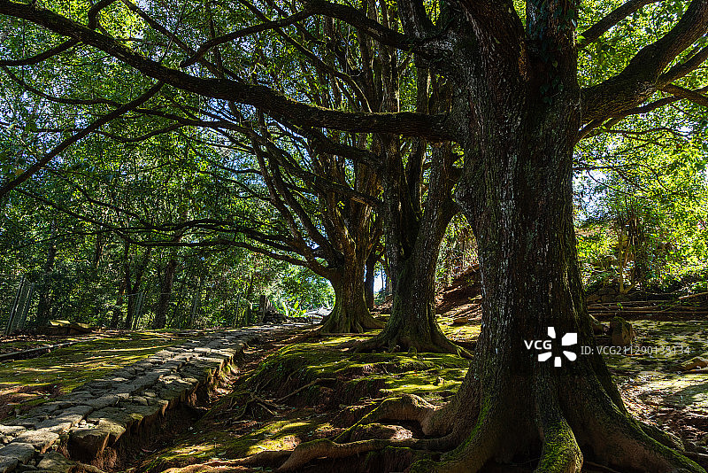 云南腾冲和顺古镇千手观音古树群图片素材