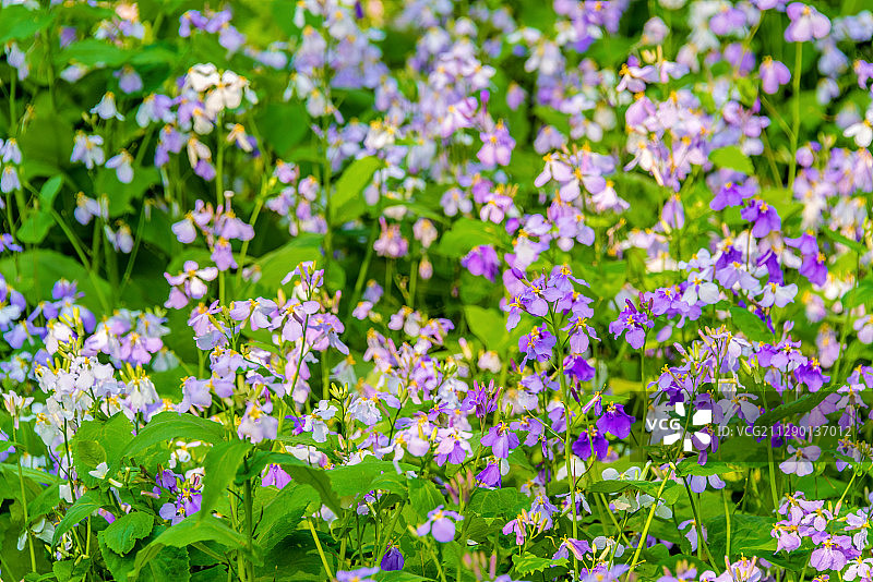 十字花科植物二月兰诸葛菜图片素材