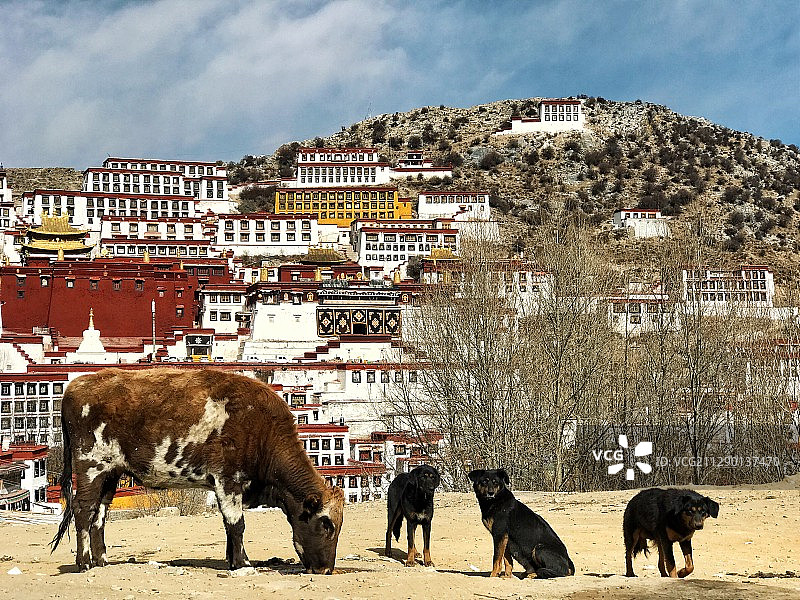 拉萨甘丹寺图片素材