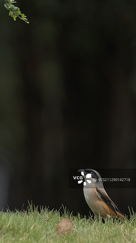 手机屏保图片素材