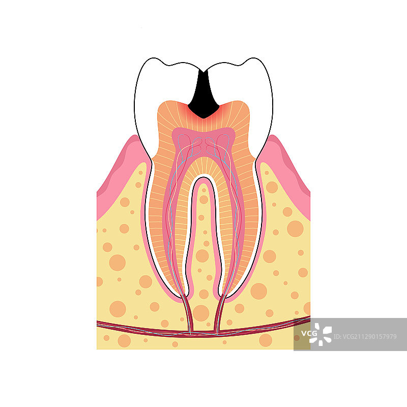 独立牙齿图片素材