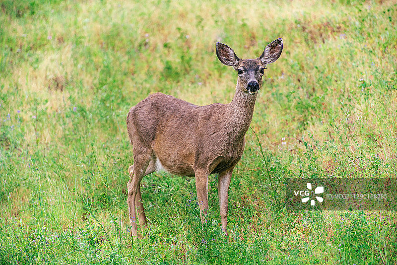 野生鹿图片素材