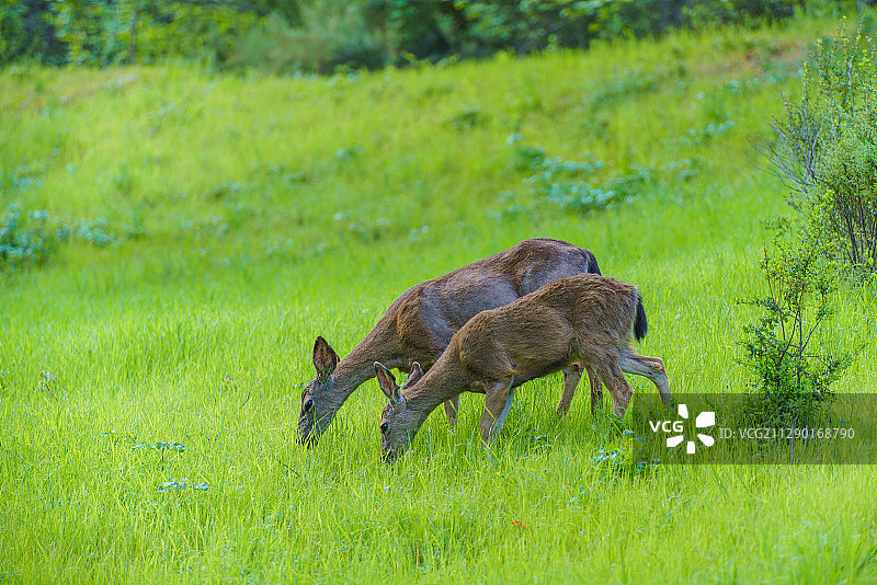 野生鹿图片素材