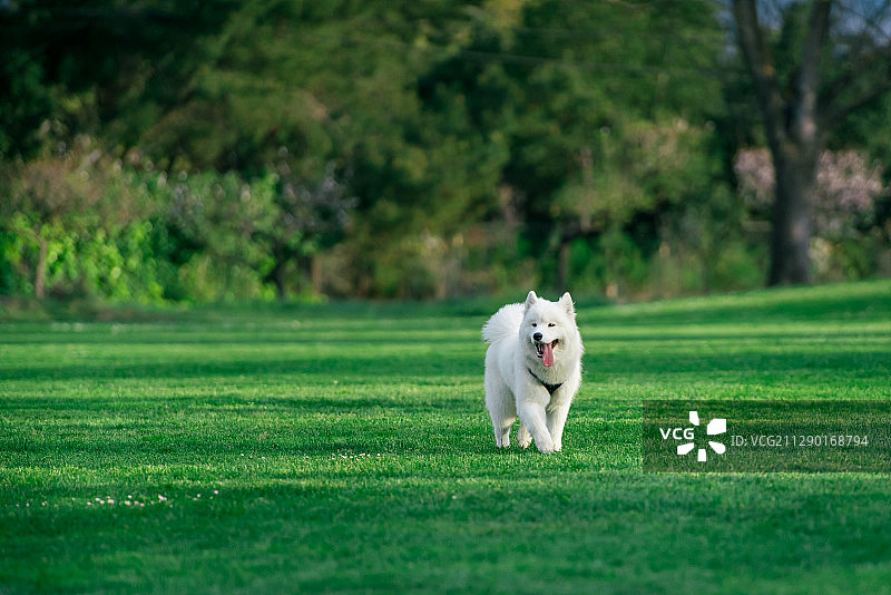 小狗狗图片素材