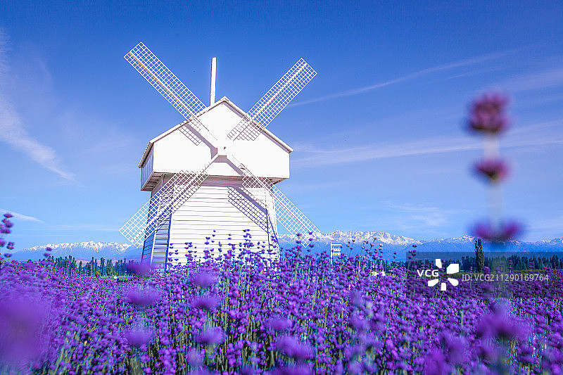 薰衣草庄园图片素材