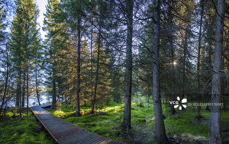 新疆喀纳斯国家地质公园喀纳斯湖河道边原始森林中的栈道图片素材