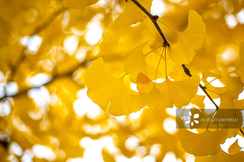 秋天银杏树叶图片素材