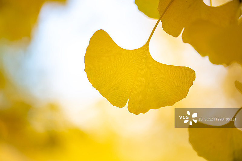 秋天银杏树叶图片素材