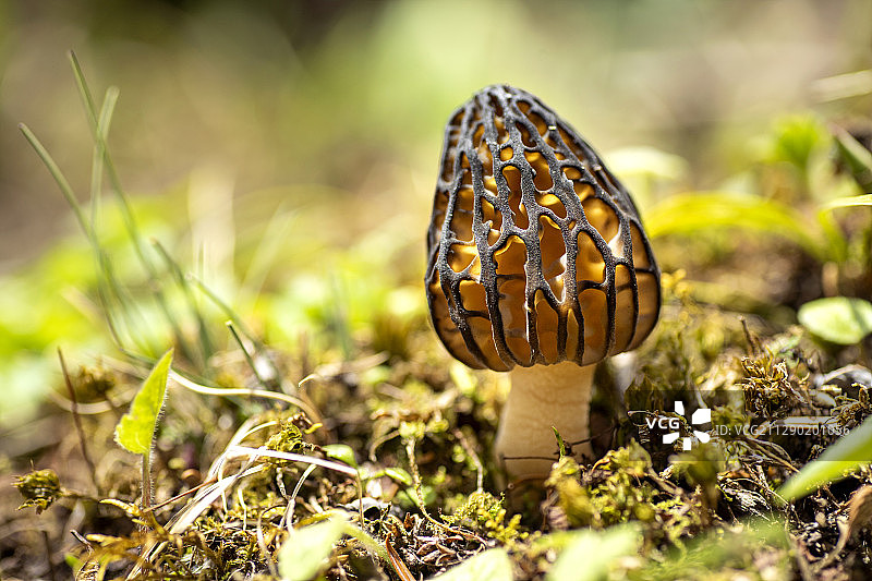 羊肚菌图片素材