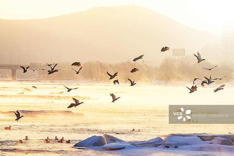 晨曦中温暖的阳光惊醒了沉睡的野鸭子，成群的野鸭子向着阳光飞去图片素材