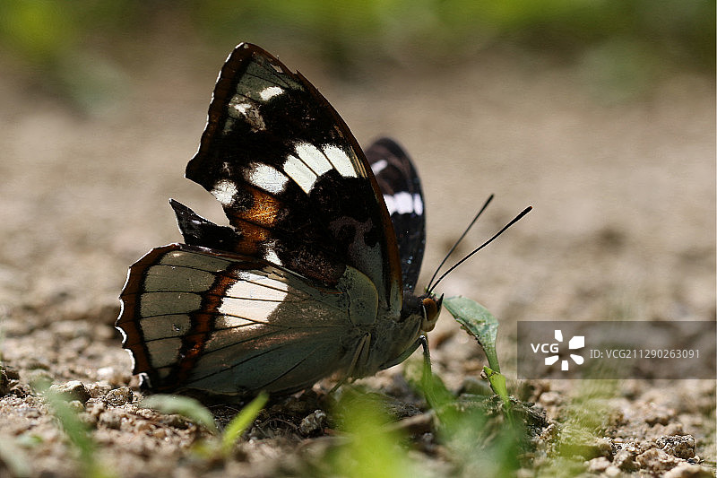 白斑迷蛱蝶图片素材