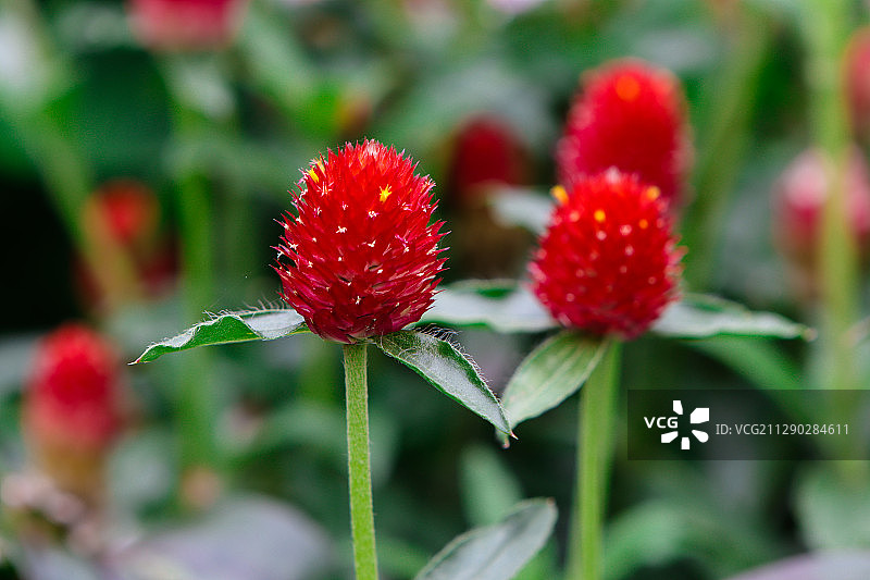 千日红图片素材