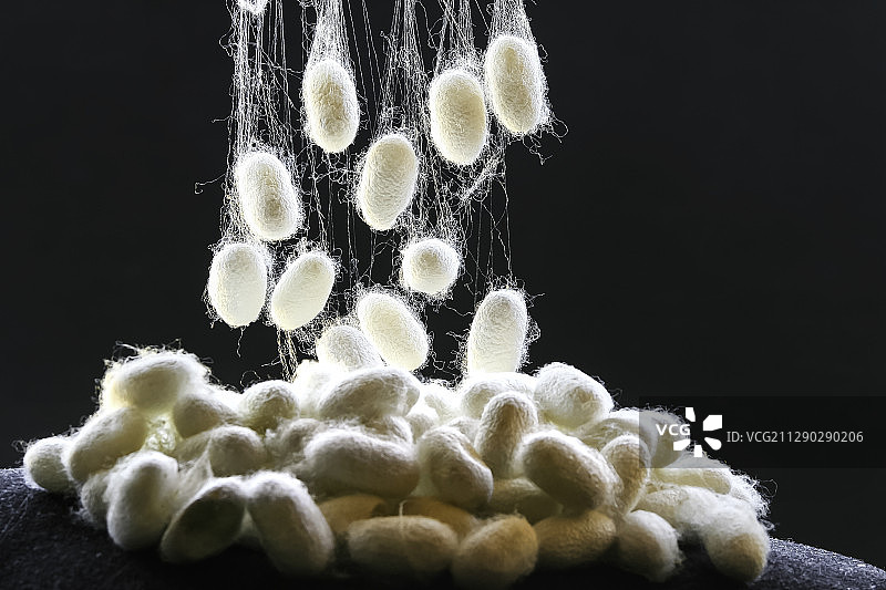 桑田 养蚕 蚕茧图片素材