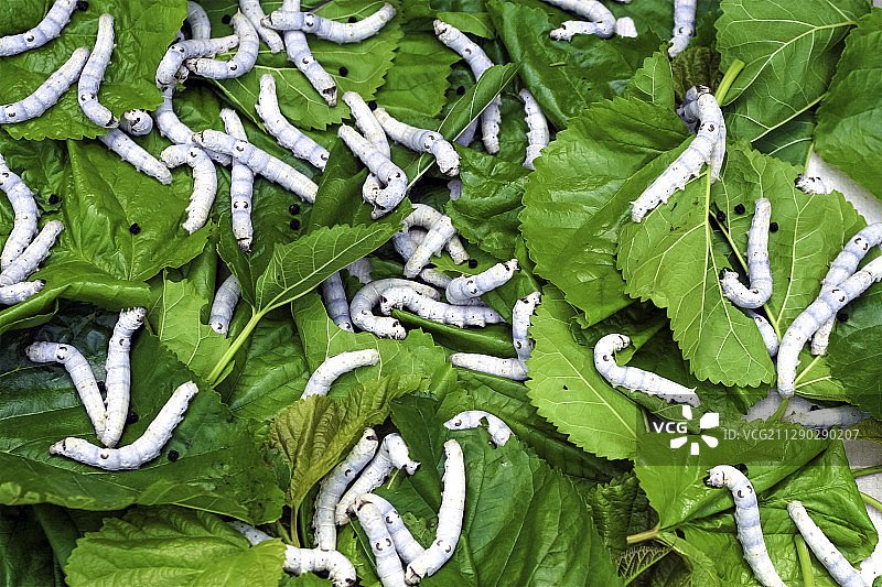 桑田 养蚕 蚕茧图片素材