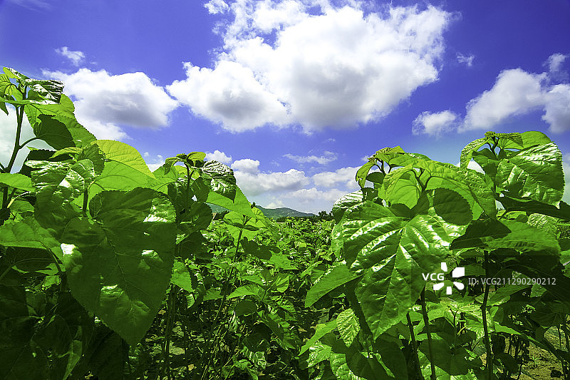 桑田 养蚕 蚕茧图片素材