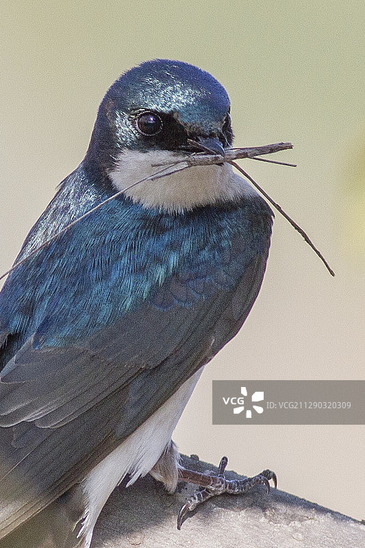 手握筑巢材料的树燕特写图片素材