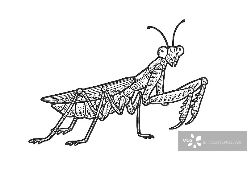 欧洲螳螂素描图片素材