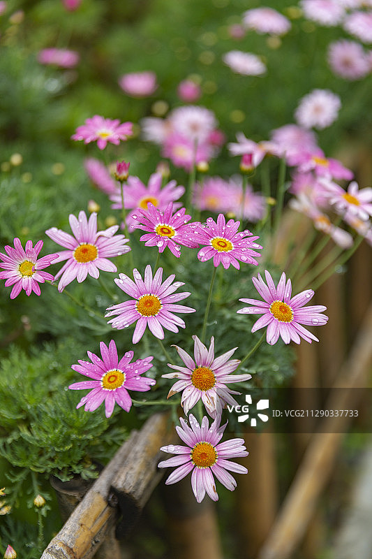 玛格丽特图片素材