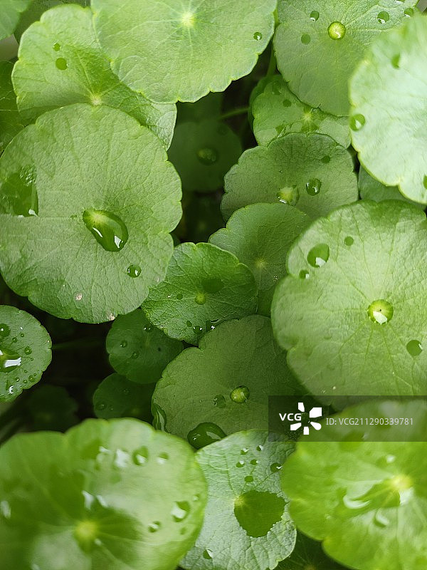 圆滚滚绿油油图片素材