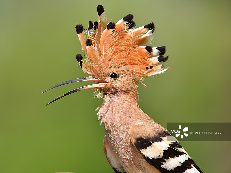 走进鸟的世界你才会发现自然界的美图片素材