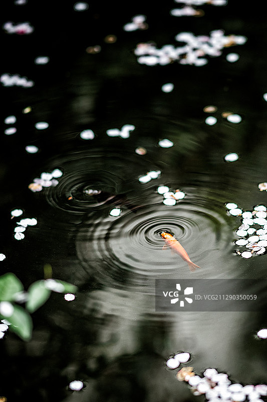 胡雪岩故居之池漾落樱图片素材