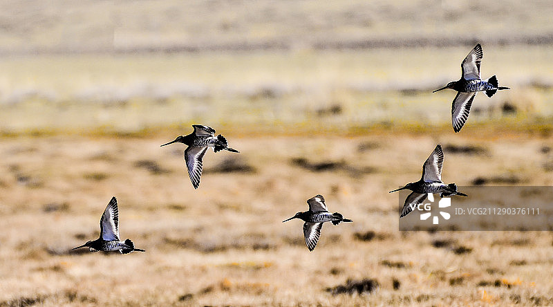 黑腹滨鹬（学名：Calidris alpina）图片素材