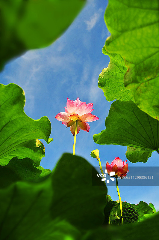 荷花  蓝天  花朵   仰视  室外   晴天图片素材