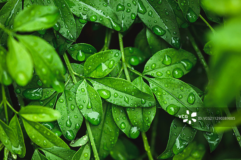雨天时迎春的叶子图片素材