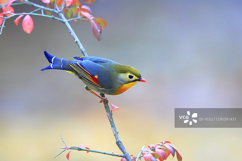 红嘴相思雀图片素材