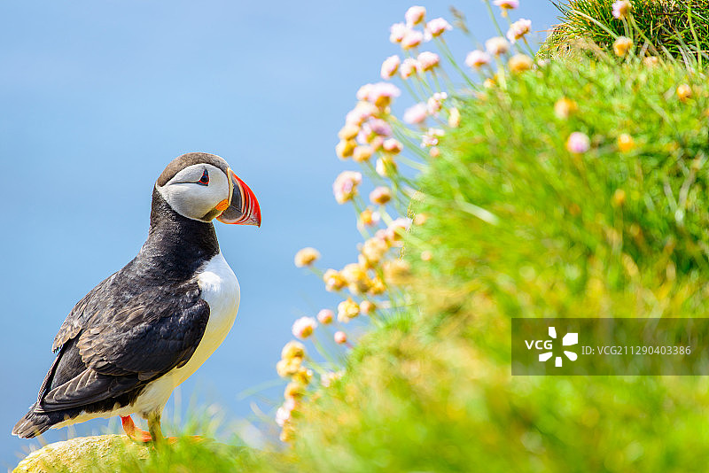 冰岛海岸悬崖边休息的海鹦图片素材