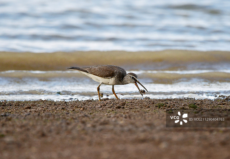 灰尾漂鹬开始捕食小螃蟹图片素材