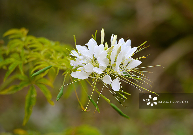 开放的白色醉蝶花图片素材