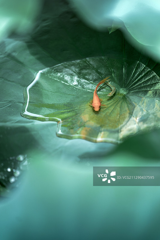 湖北恩施：夏荷入暑小鱼觅凉图片素材