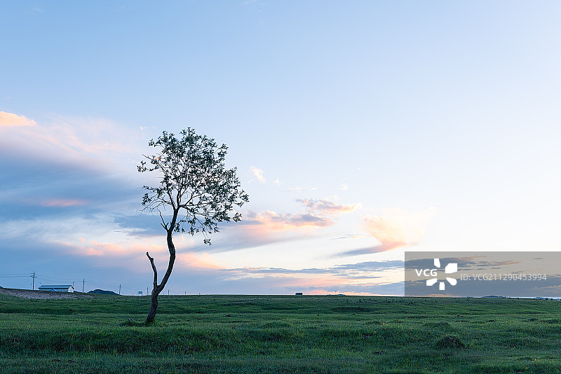 草原上的一棵树图片素材